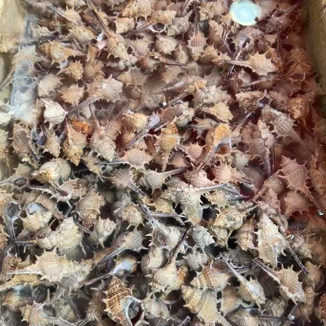 《同城配送》野生刺螺