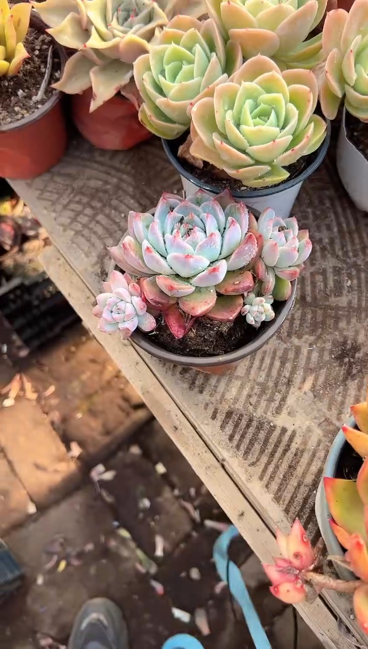 大****铁阿迷洲多肉花卉28229