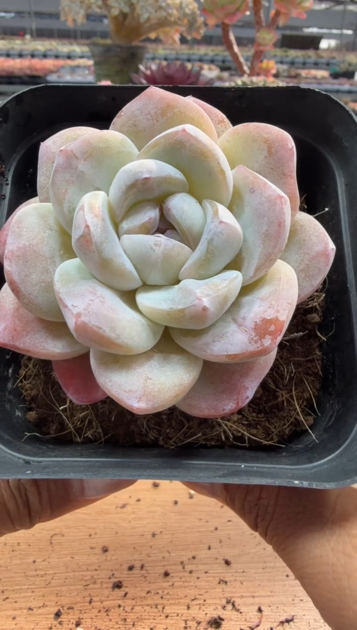 东云多肉园二店-227