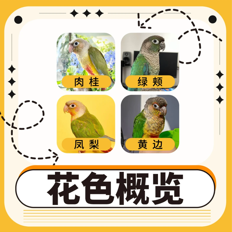 普通断奶小太阳预售团购定金 下单免费咨询饲养方法