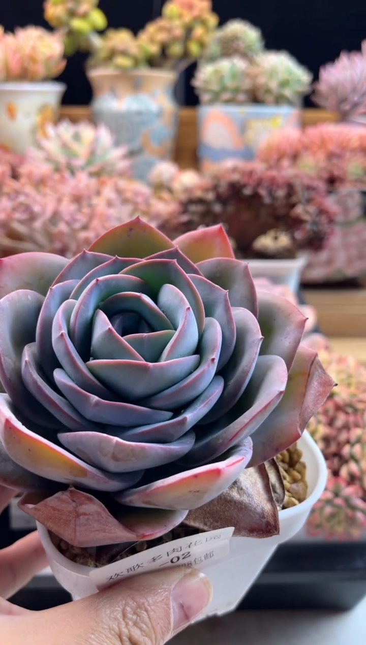 【闪购商品】2.5-2布鲁蓝