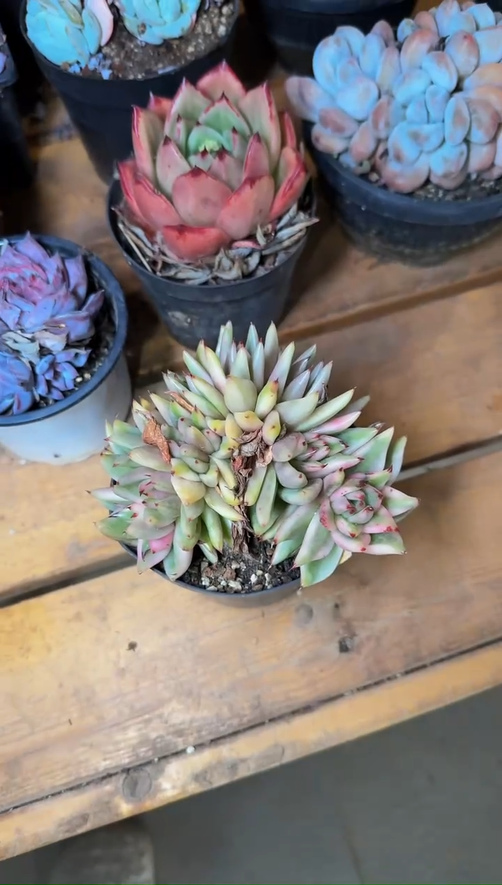 110#朵朵艾克魂锦（11-14cm）脱土