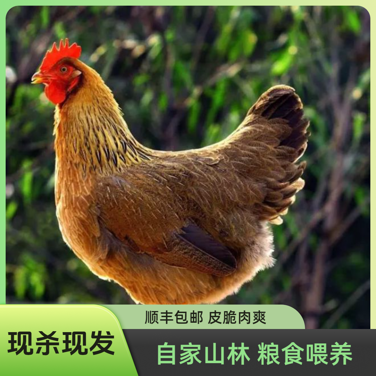 【宰杀好的】1年散养正宗清远鸡 汤干净发货 粮食喂养 顺丰包邮