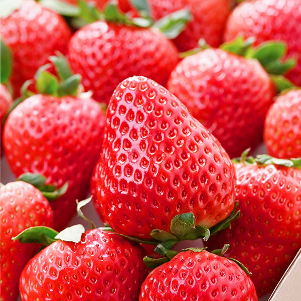 【达吾水果】青海本地红颜巧克力奶油草莓大果毛重3斤盆装(骑手配送到家)奶油草莓