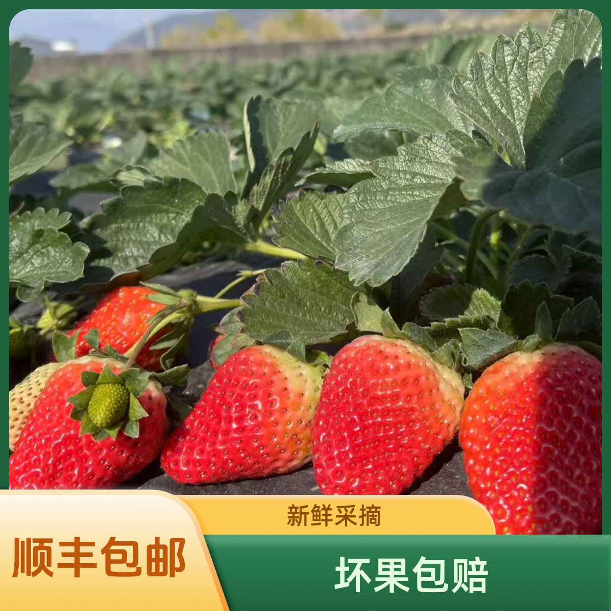【净重4.5斤中果】大凉山露天奶油草莓现摘现发保证新鲜产地直发