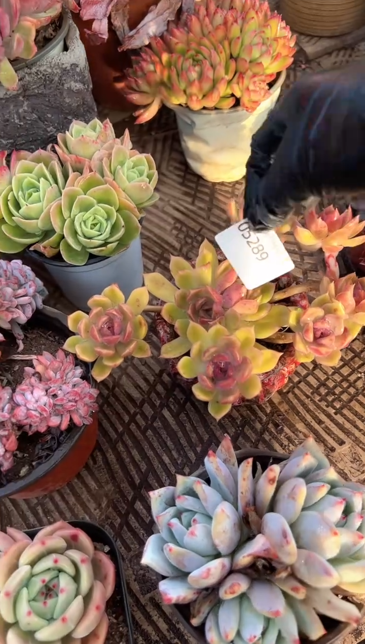 今****?多肉植物一物一拍05289