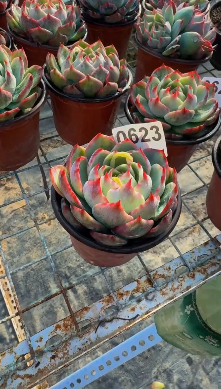 【闪购商品】0623惊鸿仙子（裸根发货）