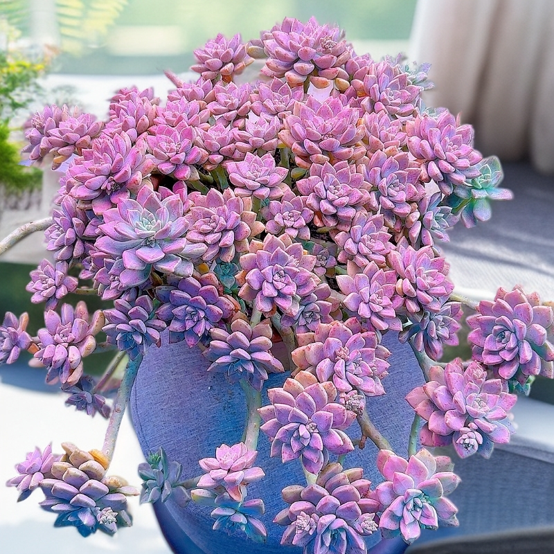 三岁家整桩阿伦培脱土皮实好养 多肉植物