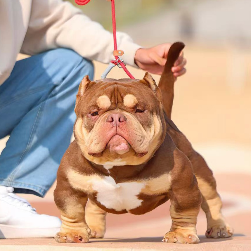 【虎跃恶霸犬舍】恶霸犬伴侣犬（一物一拍）活体狗狗