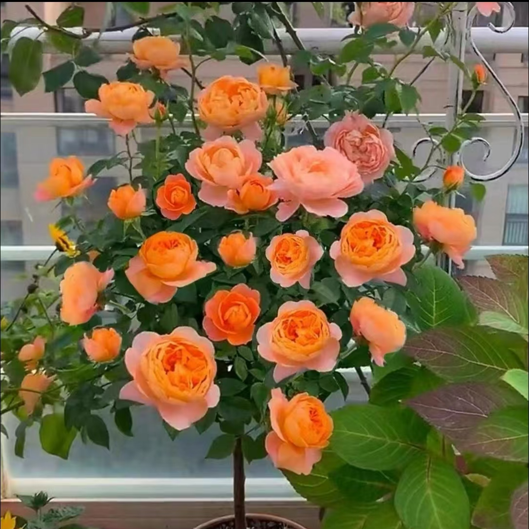 果汁阳台月季四季开花