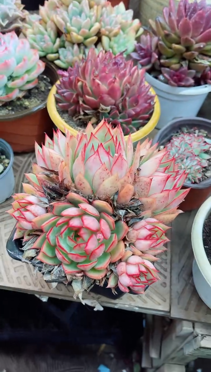 【闪购商品】23014