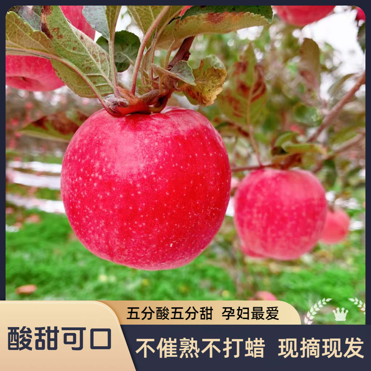 陕西当季苹果粉红女士酸甜可口新鲜孕妇吃的水果不打蜡现摘现发