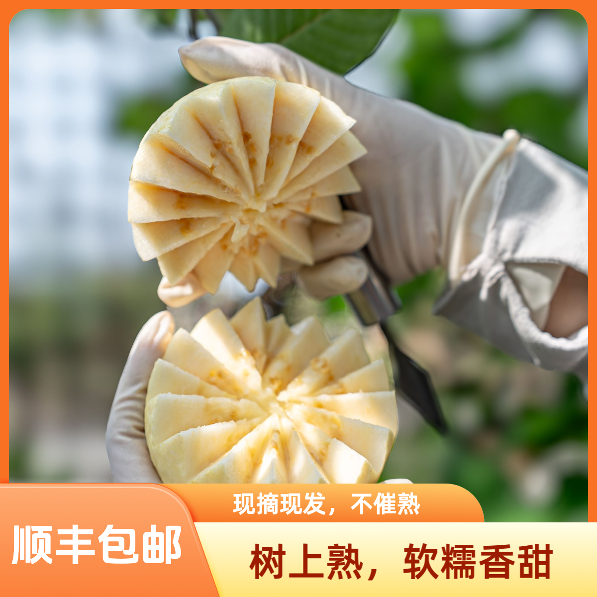 【树上软,到手吃】奶油芭乐 自然成熟 软糯香甜 现摘现发(顺丰包邮)