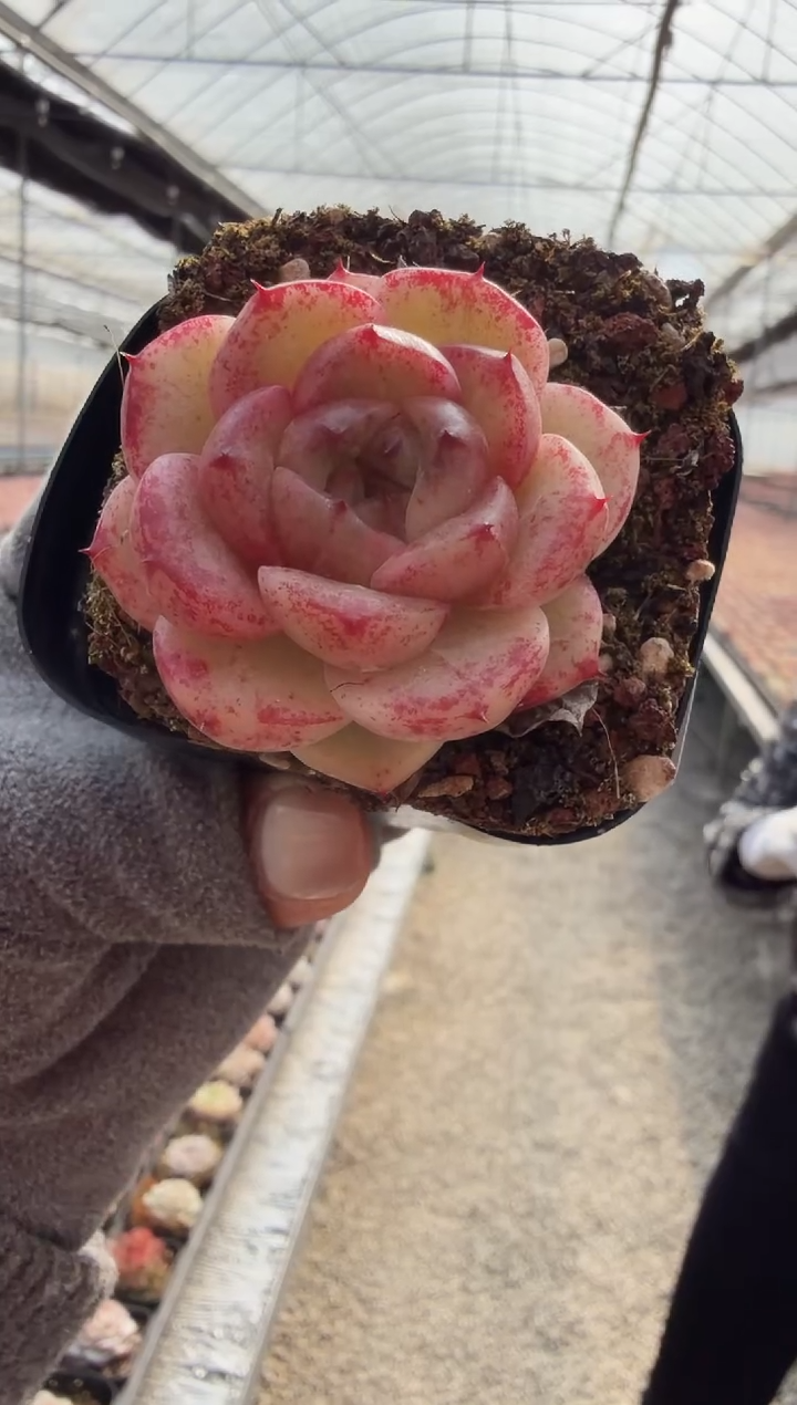 东云多肉园新款-51