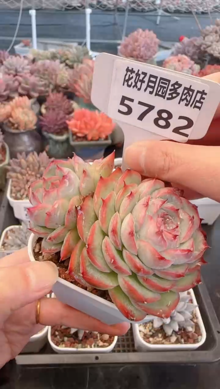 【闪购商品】5782侧影