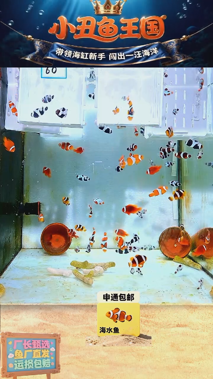 海水鱼一对黑背心 