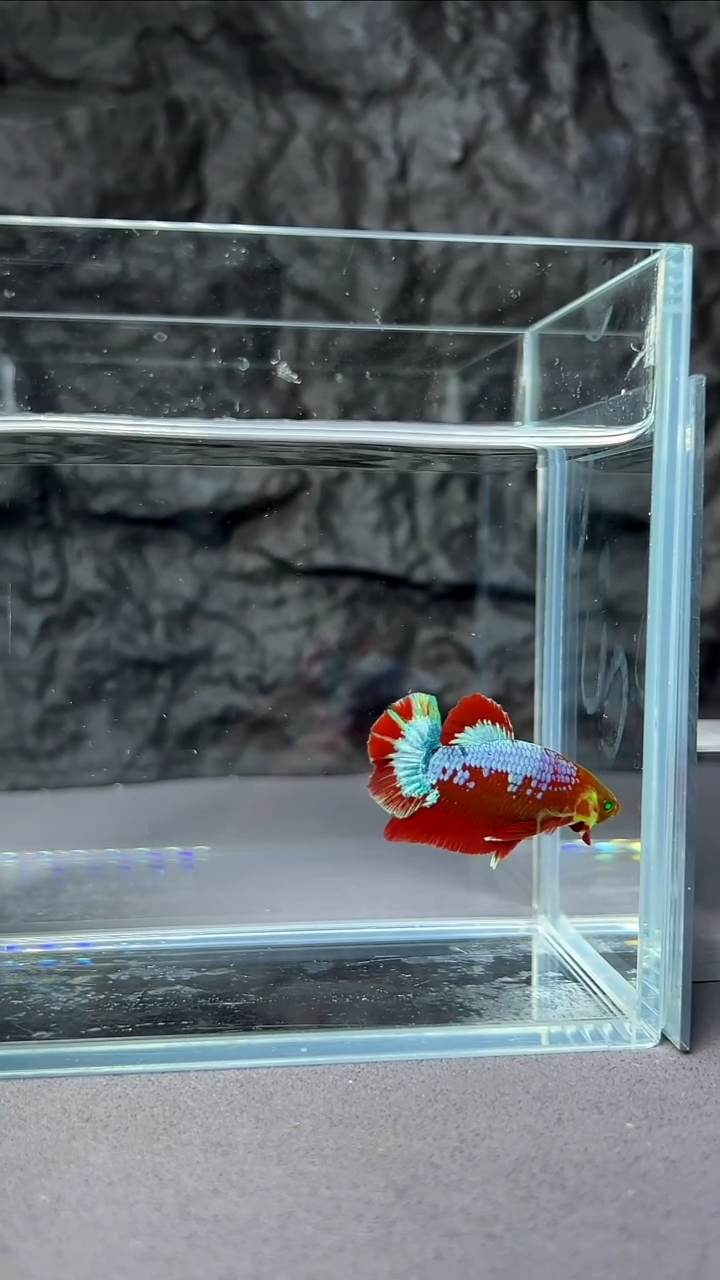 斗鱼竞拍链接S014