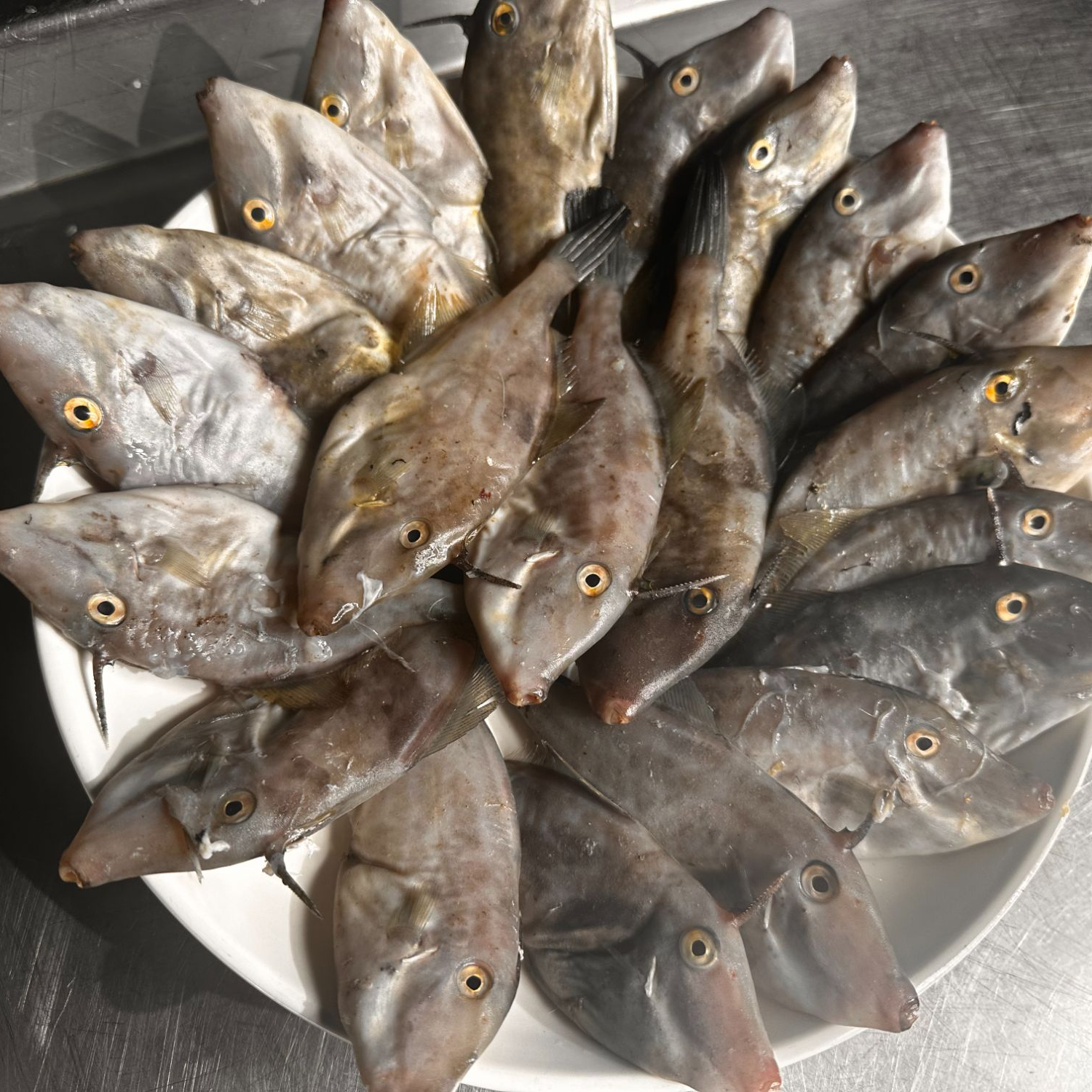 【特大号25条左右】大连野生小扒皮鱼耗儿鱼马面鱼4斤装