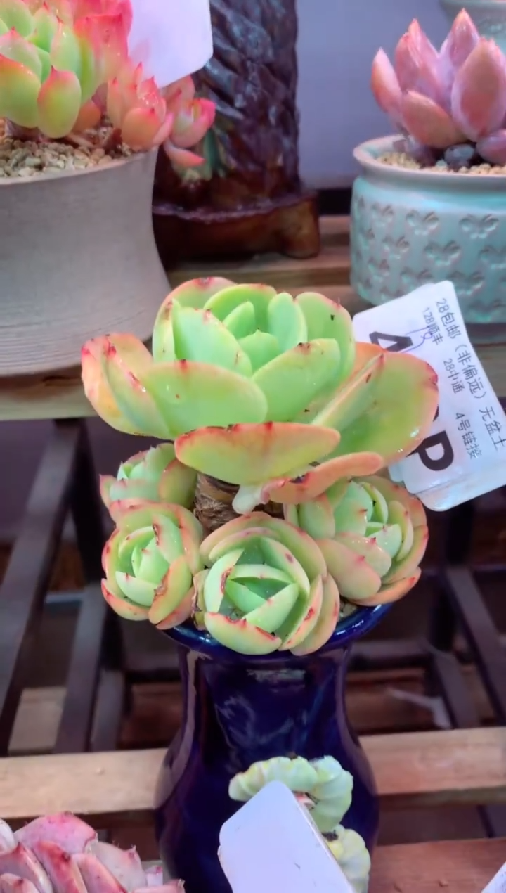 413P（一物一拍，精品多肉，所见即所得 ）