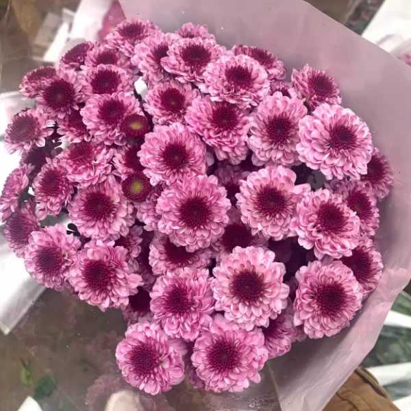 粉妍小雏菊云南昆明基地直发同城速递玫瑰百合家庭插花妇女节花