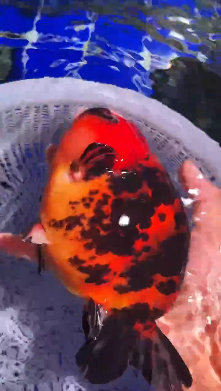 金鱼（运费自理，马印灯照射）福州追鱼兰寿金鱼