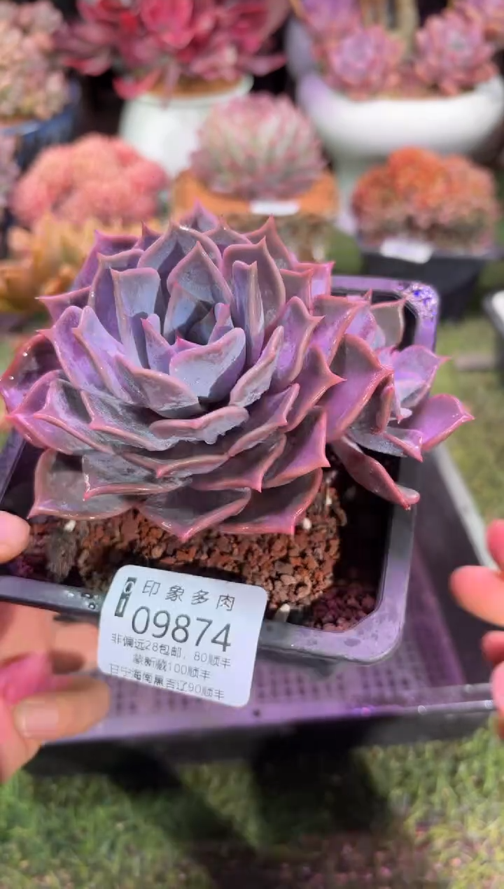 【闪购商品】09874