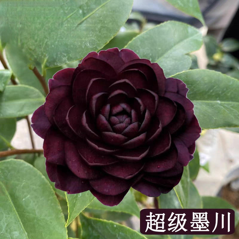 【双墨】名贵稀有双墨超级墨川茶花盆栽耐寒易活带花苞花卉