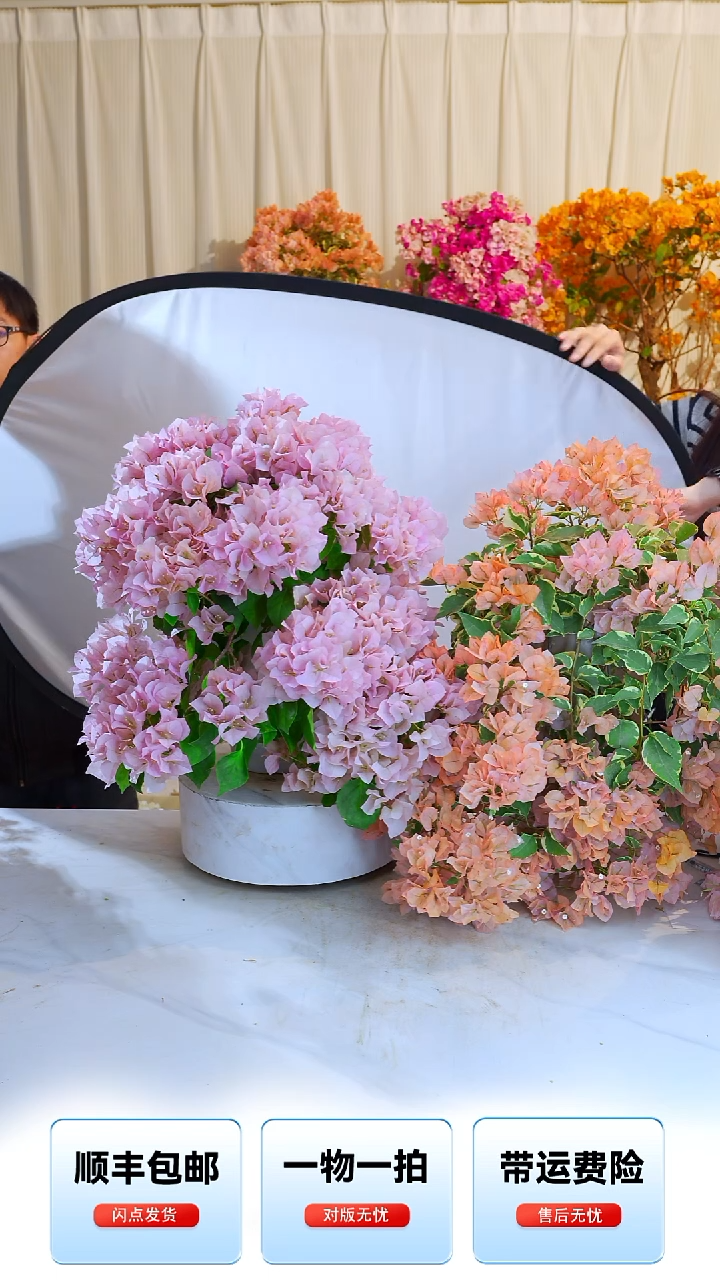 大部分开放少量花苞凉*马斯，暗斑丽人，卡亚塔