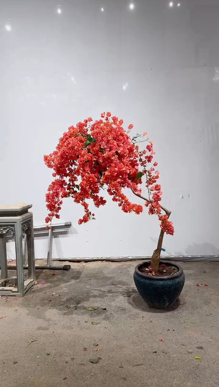 【闪购商品】盆景不甜西瓜