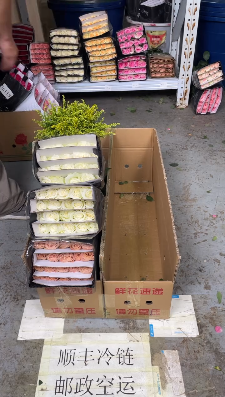 卡布1扎+骄傲2扎+黄莺