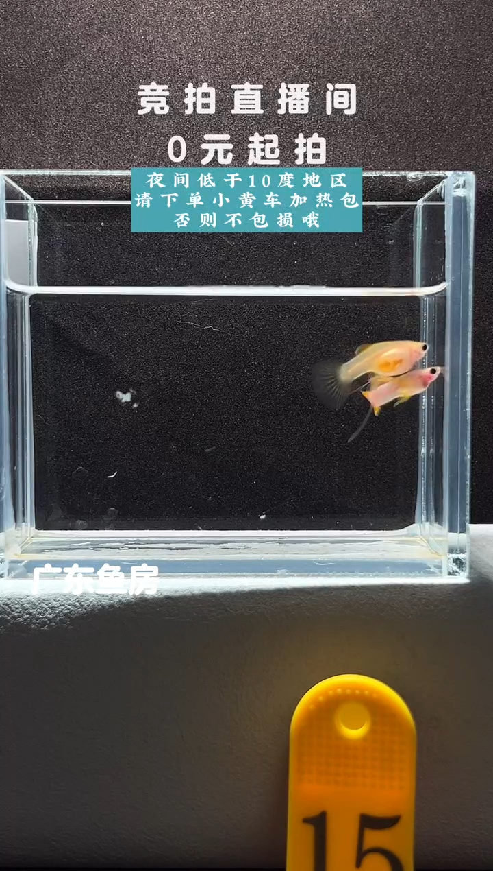 孔雀鱼粉红琉璃大C一对编号15