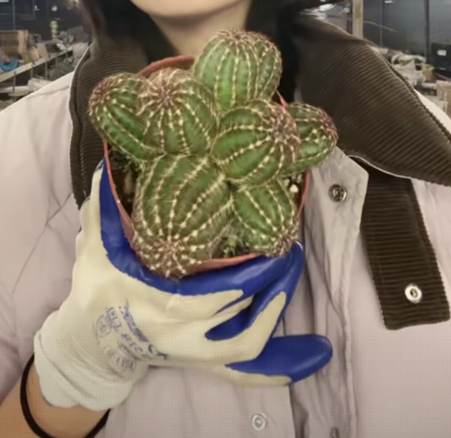 二妹园艺【 1盆   群生青花虾   自根 】带盆土随机发货