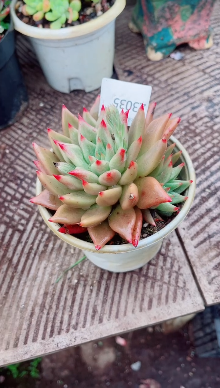 二***祥跃跃精品多肉23035