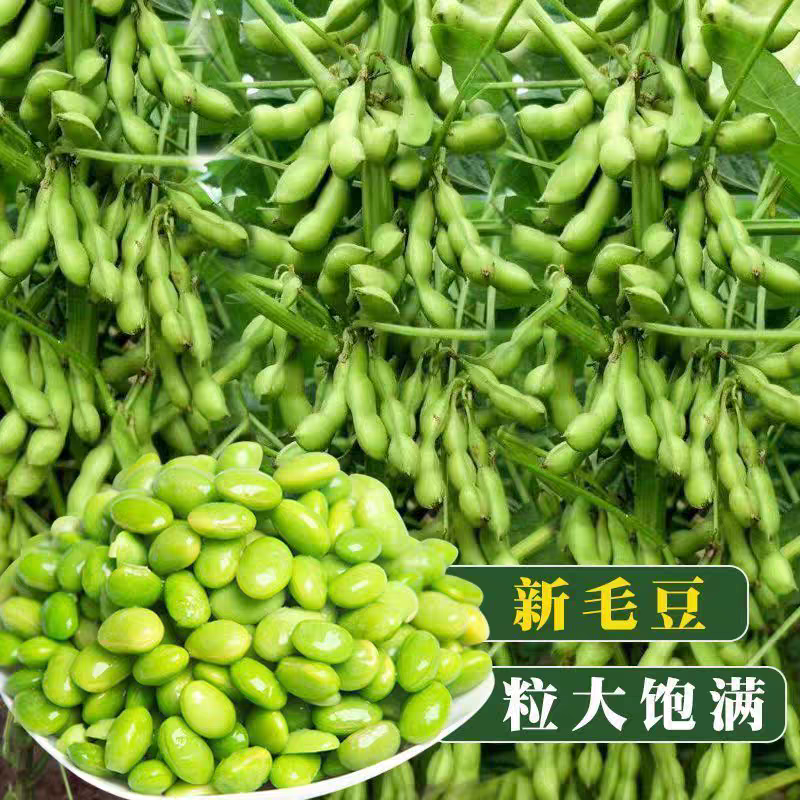早熟高产大粒毛豆种子软糯清香耐热毛豆种子春播夏播抗病耐寒蔬菜商品图
