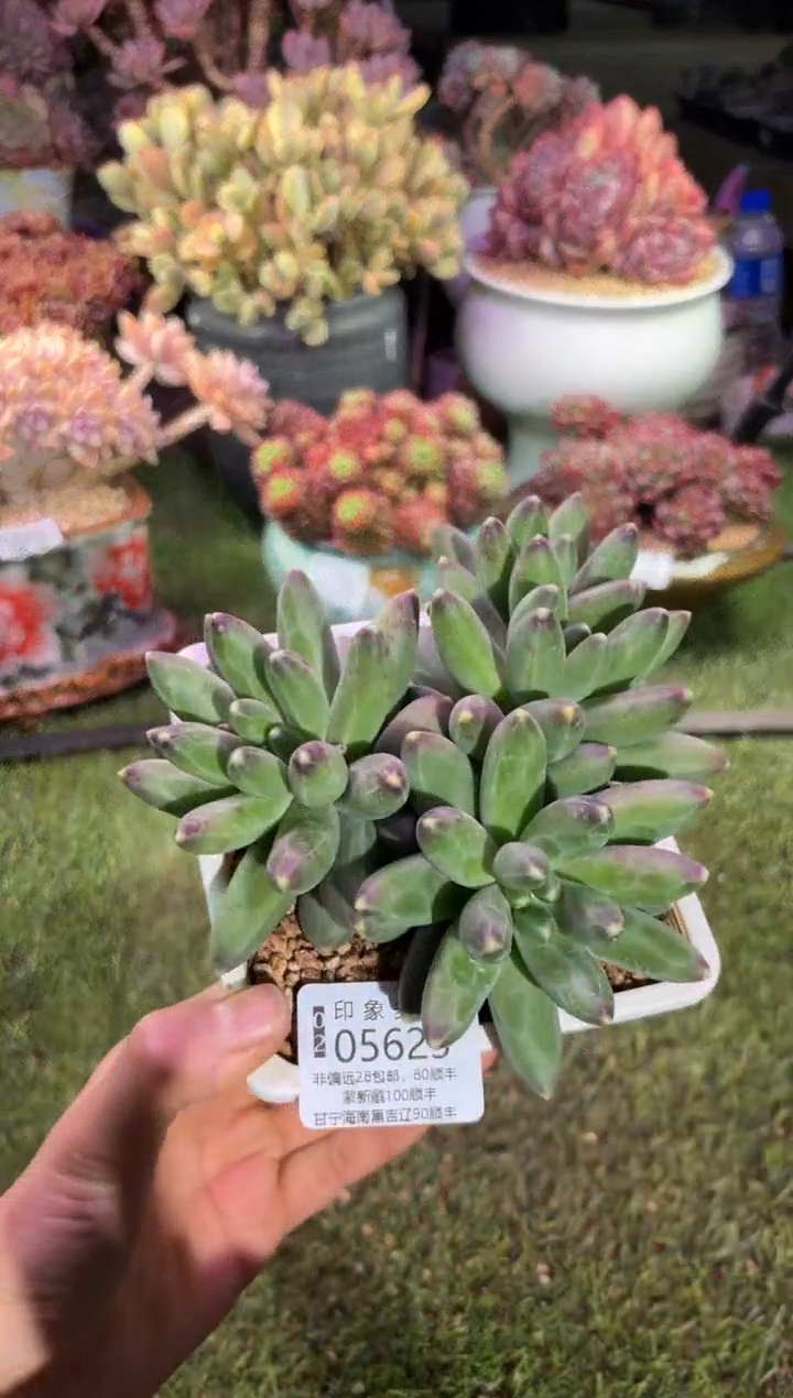 【闪购商品】05625