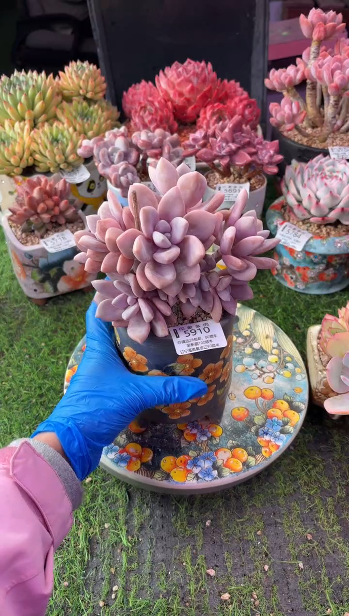 昆明印象多肉5910