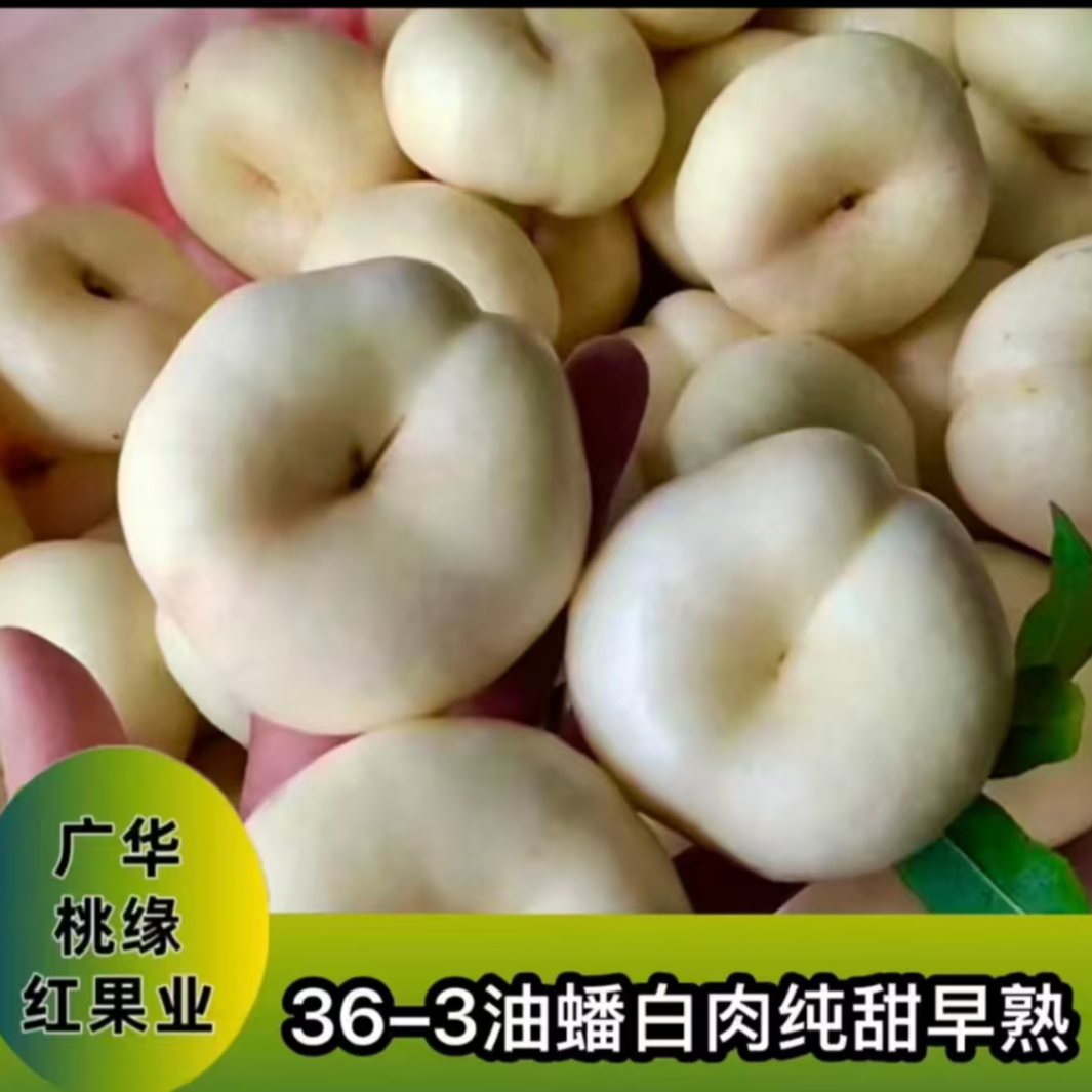 36-3油蟠 秋后落叶发苗