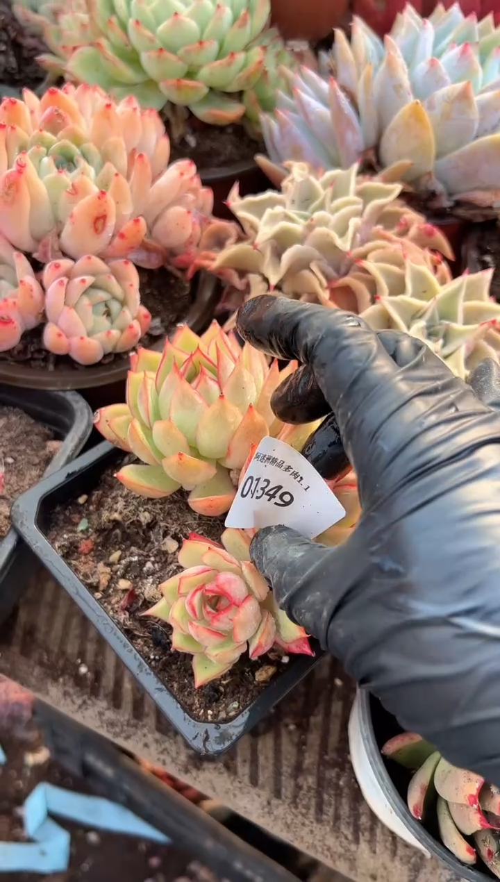 王**娘多肉植物一物一拍01349