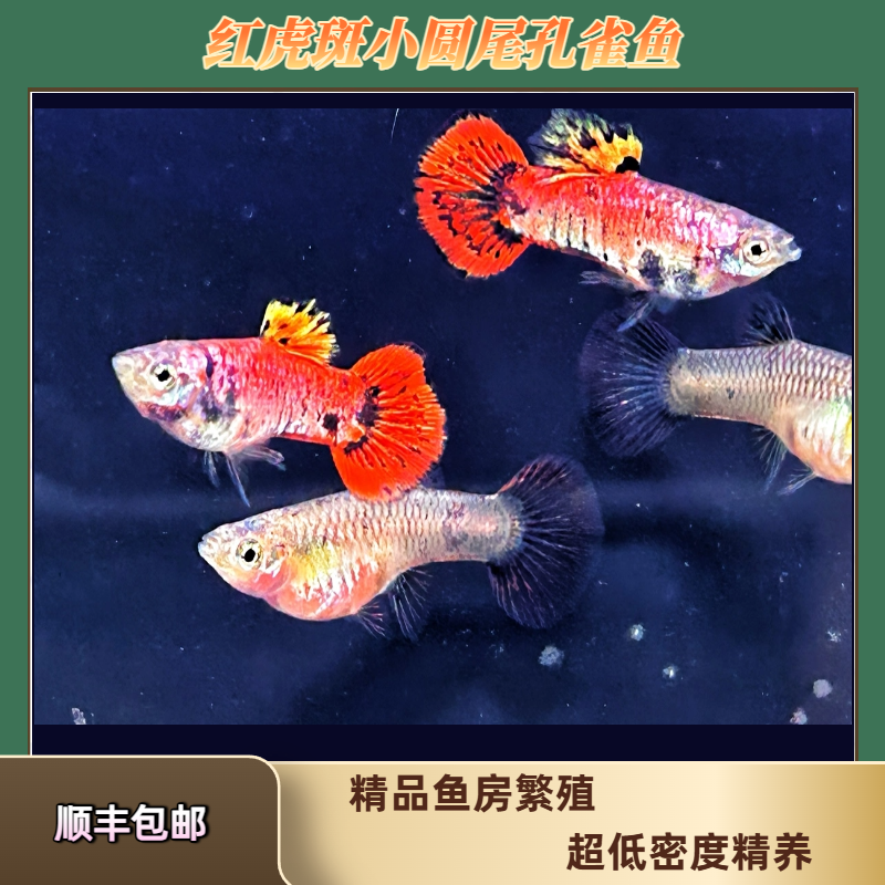 红虎斑马晶塔小圆尾孔雀鱼