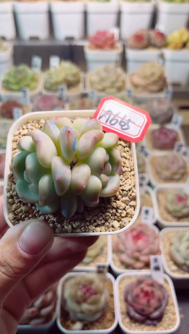 A665鸣玉群一物一拍