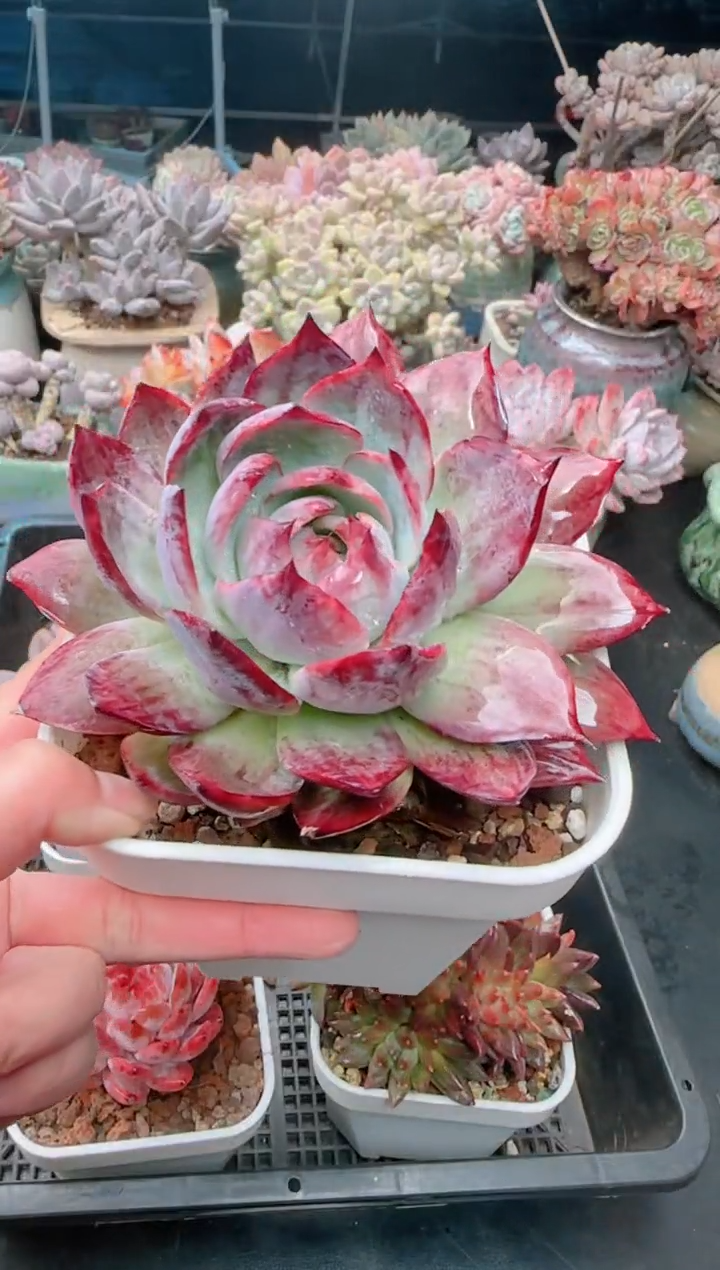 【闪购商品】6717.