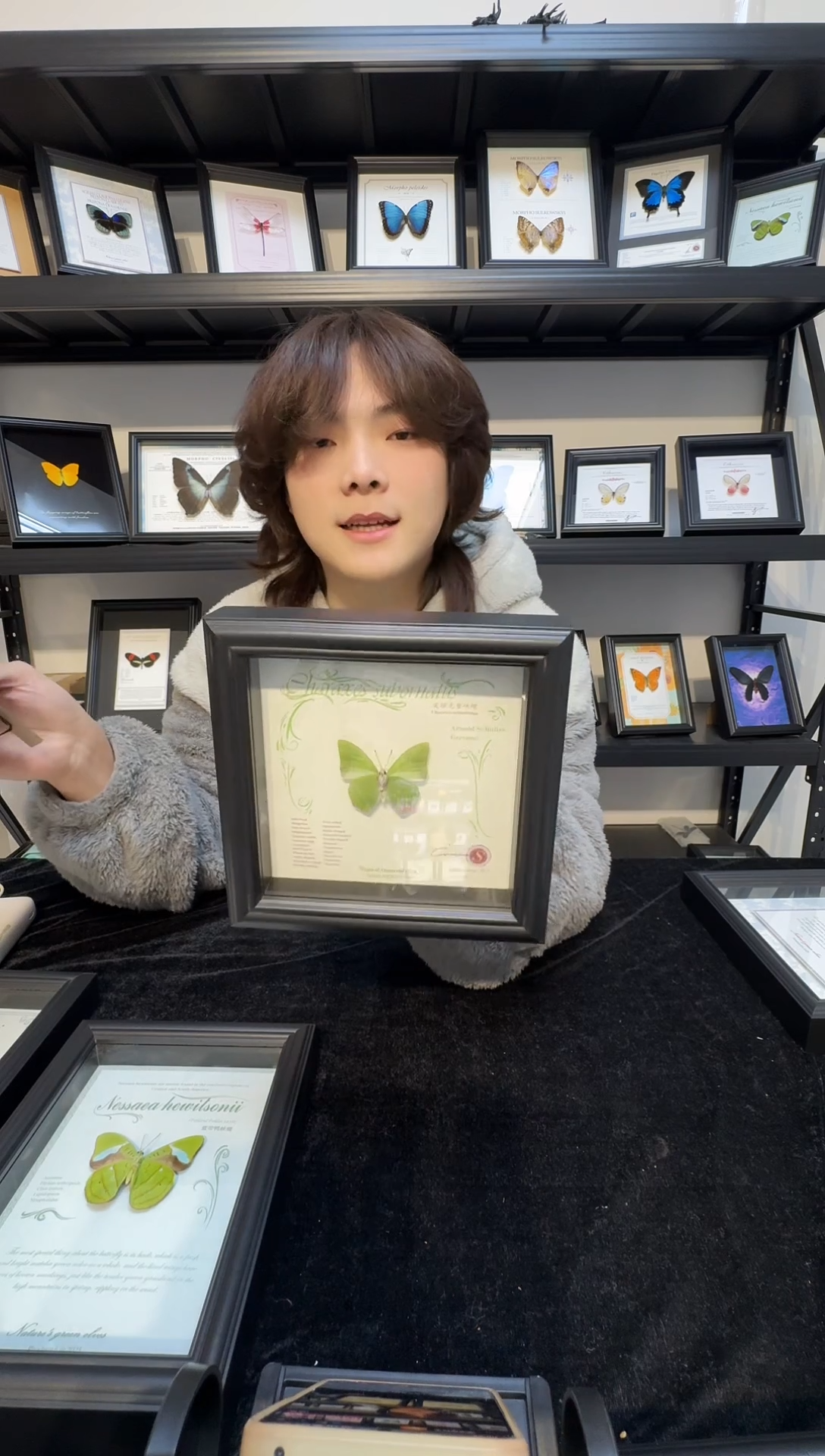 玻璃真实蝴蝶标本