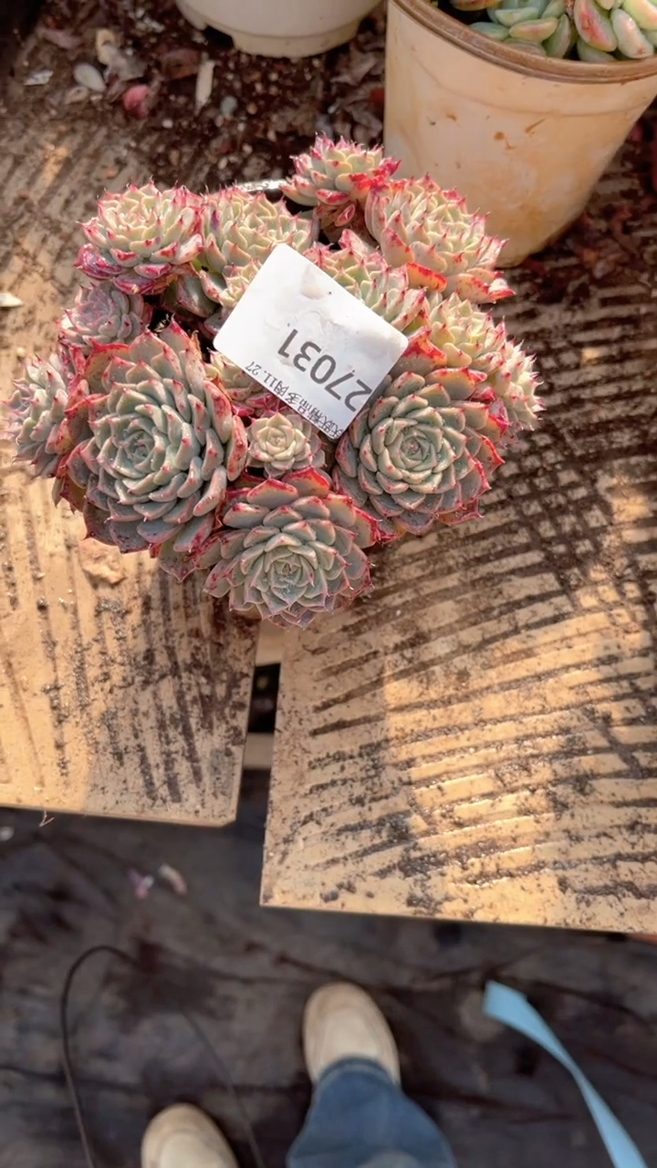 高****头跃跃精品多肉27031