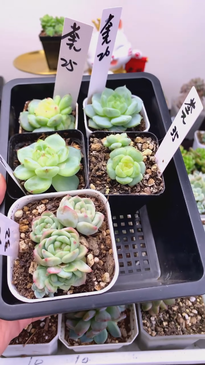 茶Π的多肉总价130元