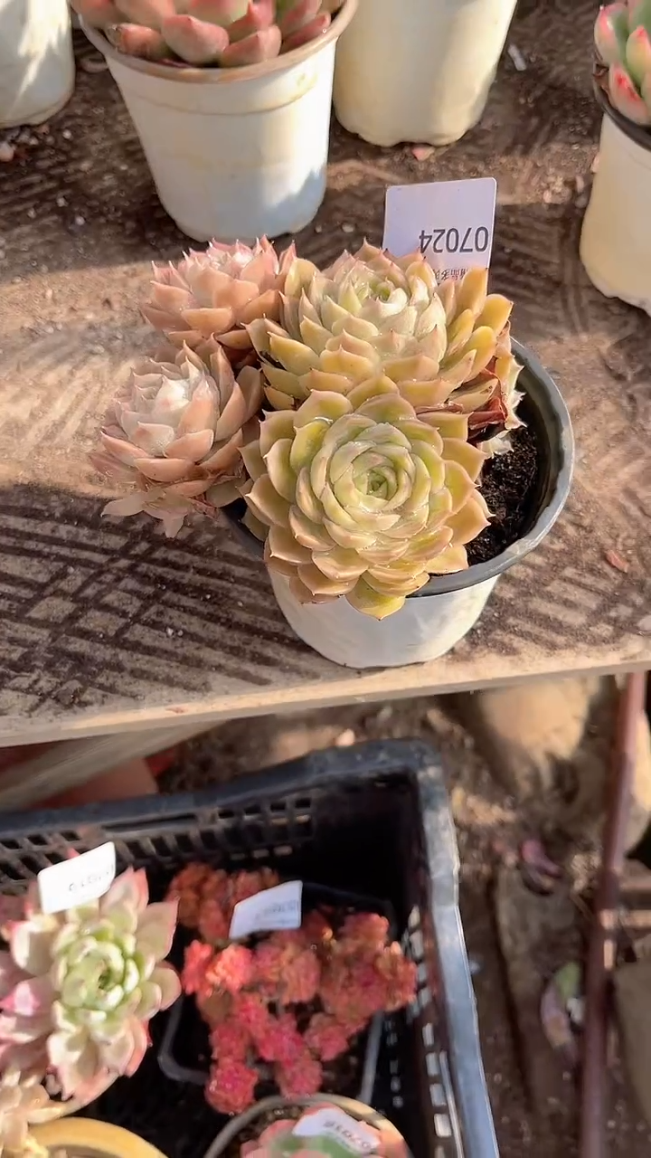 七*跃跃精品多肉07024