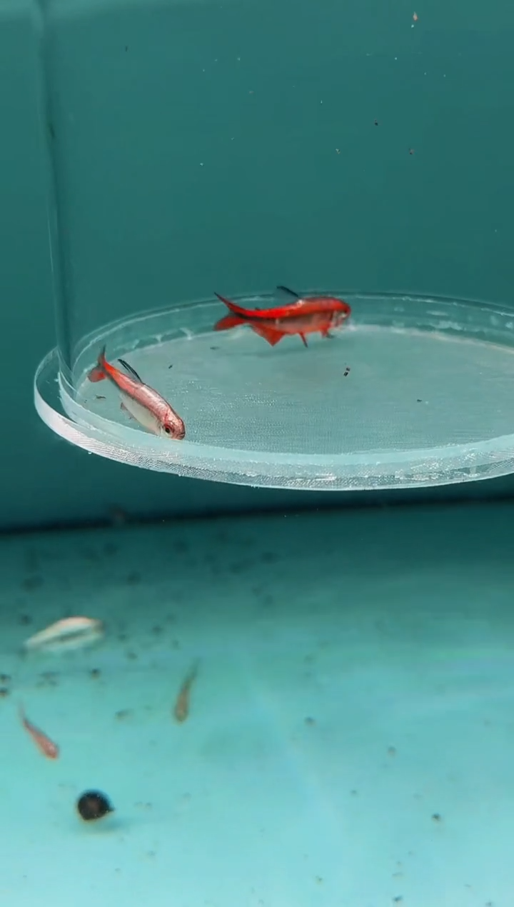 灯科鱼白金红HY*2（黑点多）