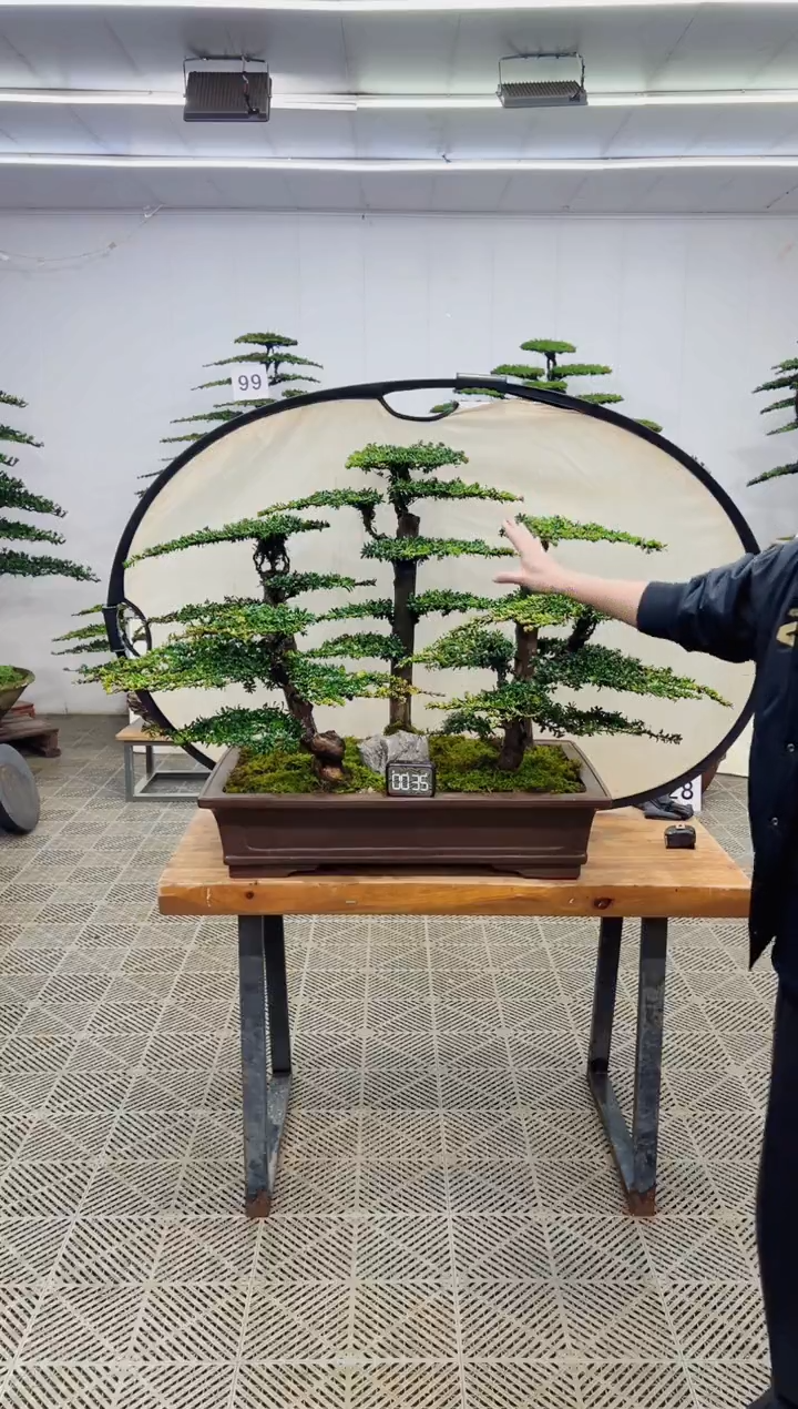 无花朵造型盆景一物一拍