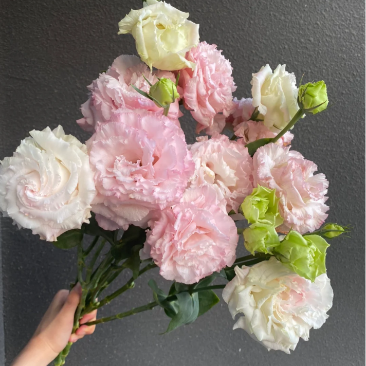 【今喜花舍】（立深）湘妃桔梗 0°以下地区记得拍保温棉哦！！！