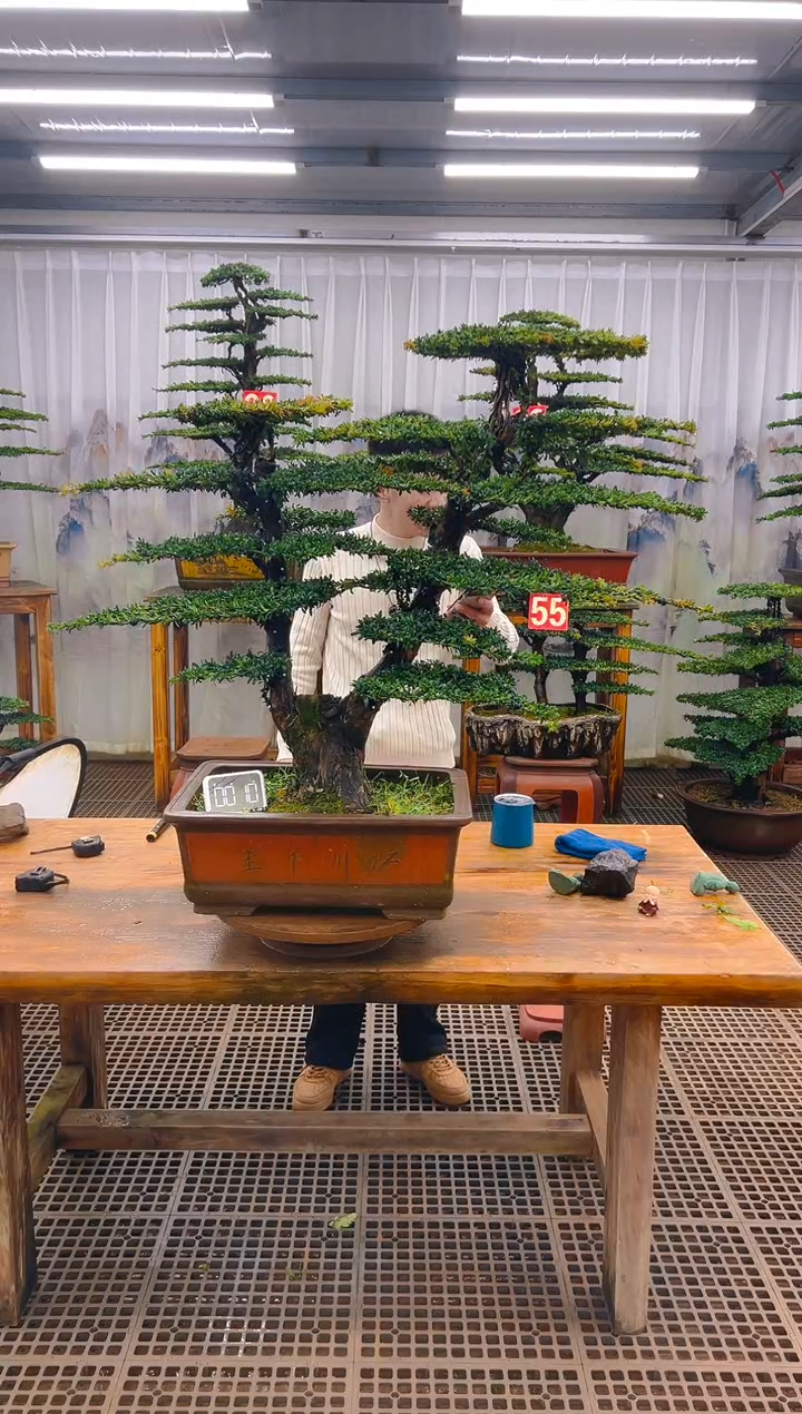 无花朵精品盆景直播间一物一拍