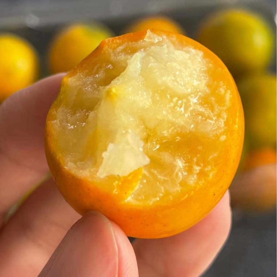 【翠宝宝】润隆融安脆蜜金柑 金装大果 新鲜应季现摘水果只发川渝